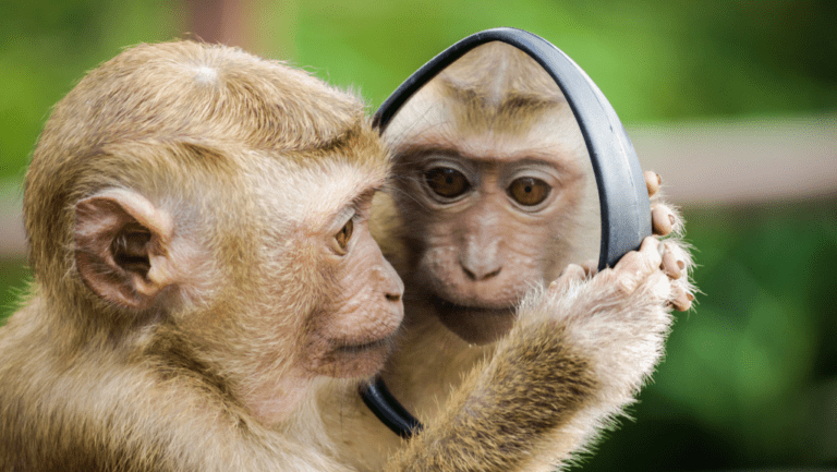 monkey looking in the mirror, personal development topics