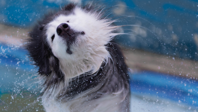 dog shaking off